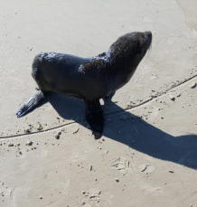 Notícia - Lobo-marinho é encontrado na beira-mar do Balneário Rincão (VÍDEO)