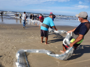 Notícia - Mais de 70 toneladas de tainha pescados na região