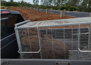 Notícia - Capivaras são resgatadas de tanque com água