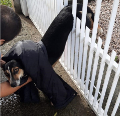 Notícia - Cachorro é resgatado pelo Corpo de Bombeiros em Criciúma