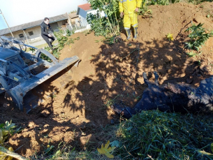 Notícia - Cavalo cai em vala em Morro da Fumaça; retroescavadeira o salva