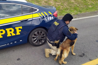 Notícia - Policiais salvam cadela abandonada na BR-101