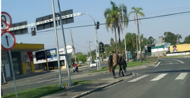 Notícia - Cavalo solto assusta motoristas na Avenida Centenário