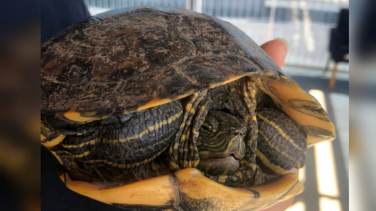 Notícia - Tartaruga é resgatada atravessando rodovia em Morro da Fumaça