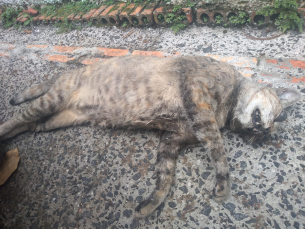 Notícia - Envenenamento de gatos causa indignação em bairro de Criciúma