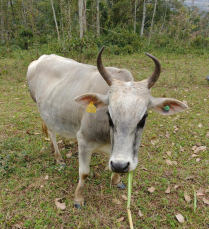 Notícia - Polícia recupera gado furtado de propriedade rural em Urussanga