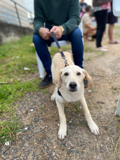 Notícia - BusCão castra 32 animais em Içara