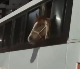 Notícia - Cavalo dentro de ônibus em Criciúma vira destaque nacional (VÍDEO)