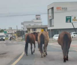 Notícia - Cavalos soltos são flagrados na Avenida dos Imigrantes