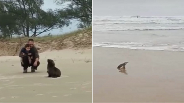 Notícia - Pinguim e Lobo-marinho são vistos no Balneário Esplanada  