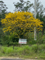 Notícia - Fora da temporada, Ipês amarelos são vistos em floração