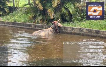 Notícia - Criciúma: Vaca cai em piscina no bairro Renascer  