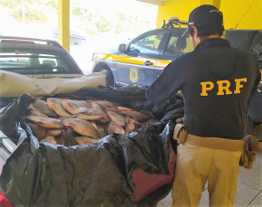 Notícia - Carga de peixe sendo transportada sem refrigeração é flagrada na BR-101