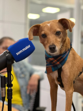 Notícia - Do Avesso: Saiba como funcionam os condomínios de cães (ÁUDIO)