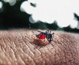 Notícia - Dive confirma mais cinco mortes por Dengue em Santa Catarina