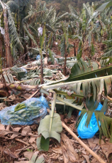 Notícia - Cultura da banana foi a mais afetada pela passagem do ciclone (FOTOS)