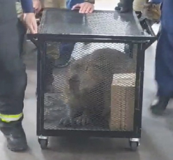 Notícia - Capivara é encontrada 'passeando' em mercado de Criciúma; ASSISTA