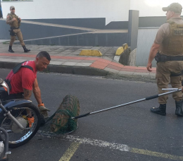 Notícia - Capivara é encontrada no Centro de Criciúma