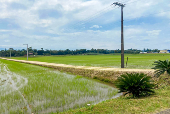 Notícia - Santa Catarina é líder de cultivo no sistema pré-germinado de arroz