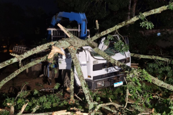 Notícia - Temporal derruba árvores e deixa parte da região sem energia