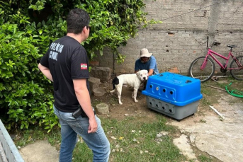 Notícia - Polícia prende homem por maus-tratos a cão em Laguna