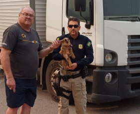 Notícia - Vídeo: cabrito recém-nascido é resgatado na BR-101 em Tubarão