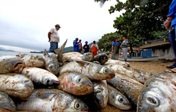 Notícia - Justiça dá prazo para União se manifestar sobre cotas para a pesca da tainha