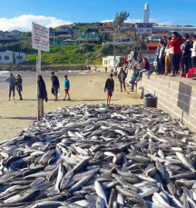 Notícia - A Prainha coberta de tainhas no Farol