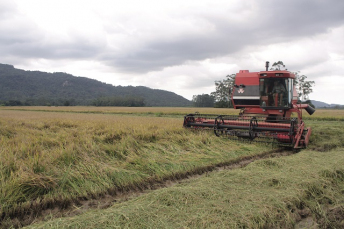 Notícia - Turvo, a líder no plantio de arroz no Sul