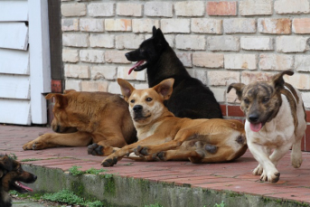 Notícia - Protetores de animais passam dificuldades em Araranguá