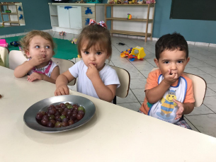 Notícia - Merenda escolar ganha incremento de uvas produzidas em Urussanga