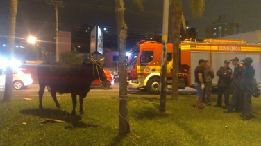 Notícia - O fim de tarde foi da vaca em Criciúma (VÍDEO)