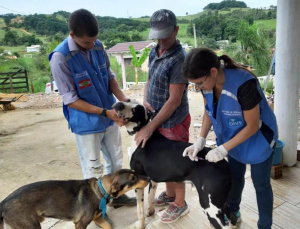 Notícia - A segunda etapa da vacinação contra a raiva