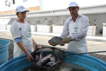 Notícia - Em Criciúma, Procon pesquisa preços de pescados