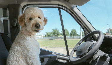 Notícia - Como viajar com o cachorro?