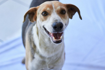 Notícia - Sábado é dia de evento para adoção de animais no Nações Shopping