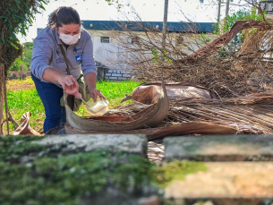 Notícia - Doze focos de Aedes Aegypti são localizados em Içara