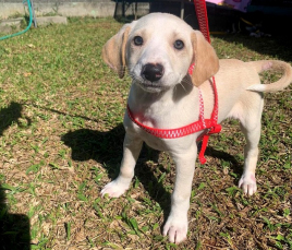 Notícia - Força-tarefa vacina 49 animais contra a raiva em Criciúma