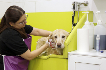 Notícia - A importância do banho e tosa para a saúde do seu pet