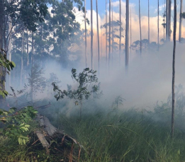 Notícia - Dia da Natureza: número de incêndios em vegetação sobe mais de 250% em SC