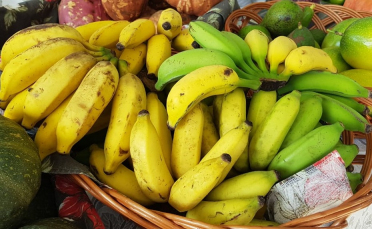 Notícia - Pedidos de mudas de banana gratuitas podem ser feitos até o mês de agosto