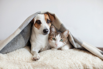 Notícia - Com frio chegando, um alerta para o cuidado com os pets