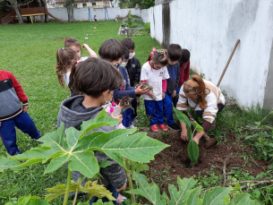 Notícia - Mudas de banana são doadas para as escolas municipais de Criciúma