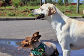 Notícia - Até onde os pets podem influenciar na compra de um imóvel?