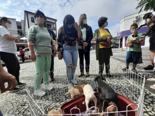 Notícia - Sábado com feira de adoção animal em Içara