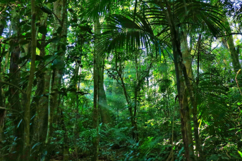 Notícia - Semana Municipal do Meio Ambiente inicia na próxima quinta-feira