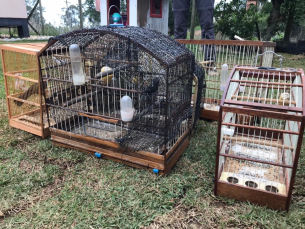 Notícia - Aves mantidas em cativeiro são apreendidas em Nova Veneza