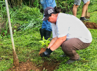 Notícia - Mais de mil alamandas são plantadas em Nova Veneza