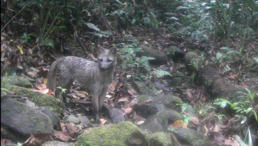 Notícia - Diretoria de Meio Ambiente promove ações com foco na preservação de espécies da fauna nativa