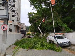 Notícia - Danos da vegetação na rede é a principal causa de queda de energia no estado